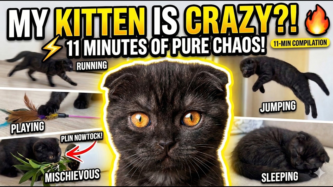 A Day in the Life of My Crazy Cat Lucas! 🐾