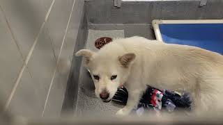 acs A661207