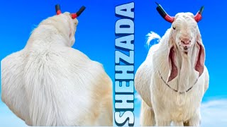 Shehzada - Pansare Goat Farm’s Biggest Kota Goat of 2024 in Pune