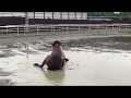 ◆見て！◆国内最少の馬体重313㎏デビュー！メロディーレーンより小さい高校生たちが育てる「バジガクモミジちゃん」馬事学院で水浴び。
