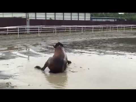 【日本一小さい競走馬／バジガクモミジ①】見て！◆国内最少の馬体重313㎏デビュー！高校生たちが育てる「バジガクモミジ」の水浴び！