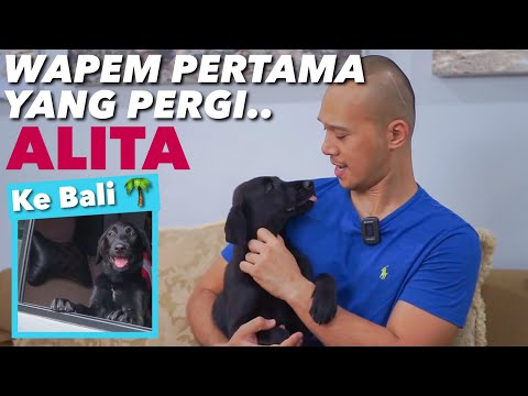 Video: Oh Tidak! Anjing Saya (dimandulkan) Mengalami Kebocoran