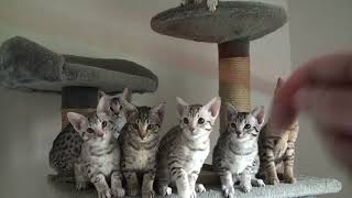 Meulicats Ocicats kittens Bastet 2023 11 04
