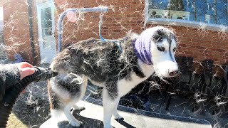 My Husky is SHEDDING Like Crazy!
