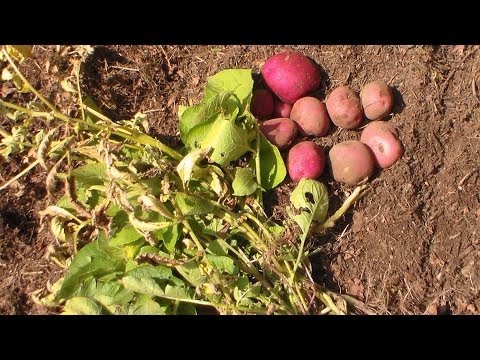 Video: Šta je listanje krompira: informacije o biljkama sa virusom listanja krompira
