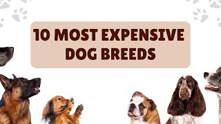 Luxury Pups: Unveiling the World's Most Expensive Dog Breeds
