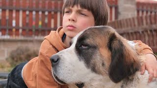 Meet the Gentle Giant: Saint Bernard! #SaintBernard #GentleGiant #DogLovers #DogBreeds