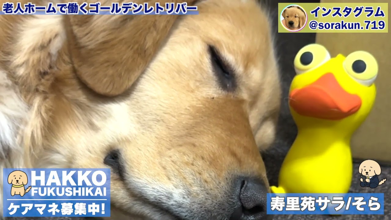 見られながら寝るゴールデンレトリバー - YouTube