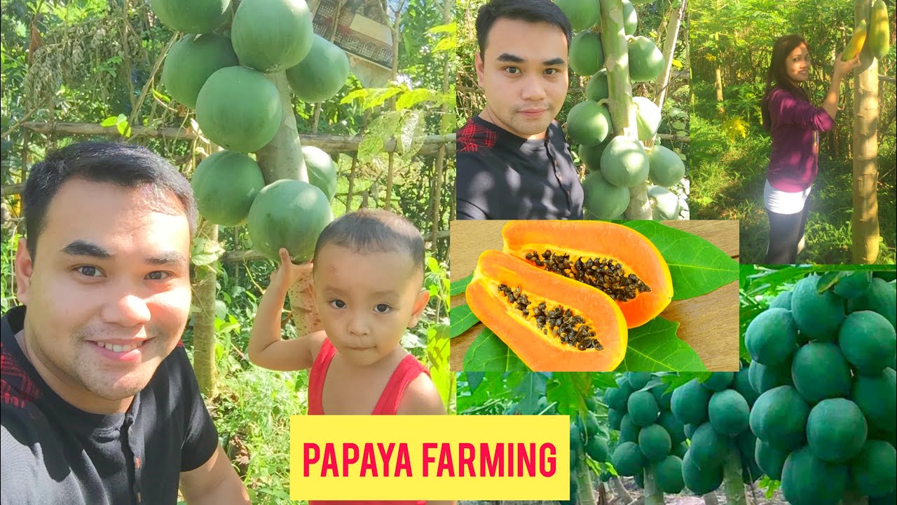 HOW TO GROW AND HARVEST PAPAYA BACKYARD FARM YouTube
