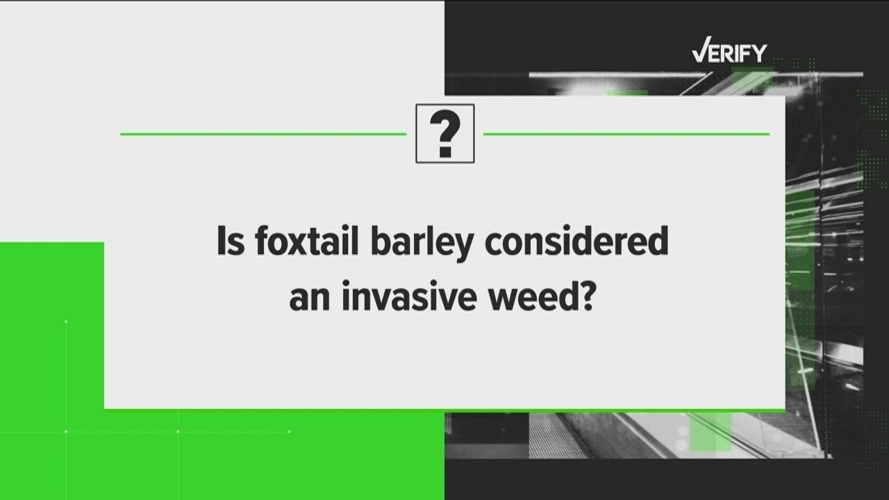 Getting answers about foxtail barley and a Perrysburg field | VERIFY