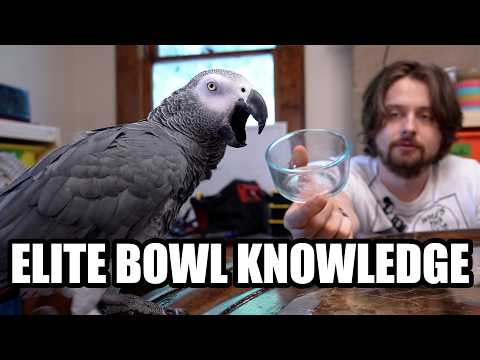 This Bird Knows Bowl