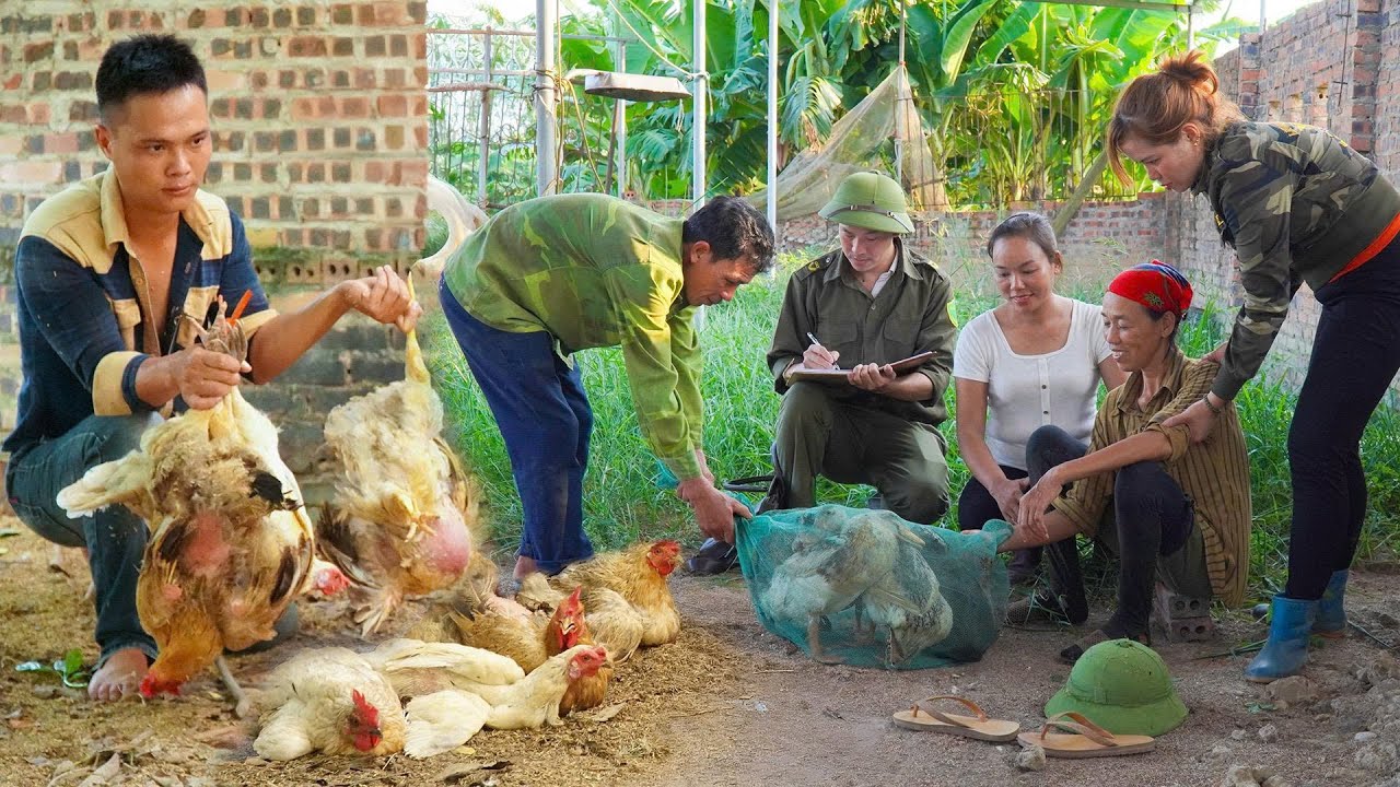 Shocking Chicken Theft Incident 😱 Police Launch Manhunt, Stolen Chickens Recovered 🚨
