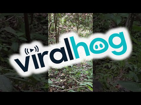 Monkey Uses a Rock to Break Open a Coconut || ViralHog