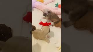 Funniest and Cutest Pug Dog Videos Compilation 2023