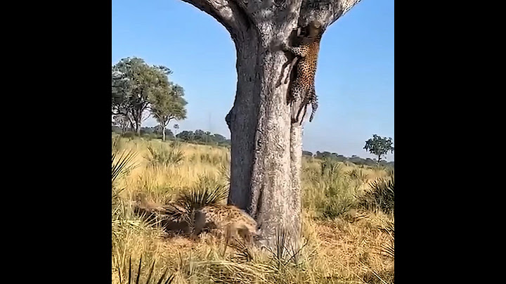Leopard Struggles to Protect Its Prey from Hyenas