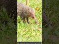 👉 Most Fearless Animal on Earth!#mongoose #snake #cobra #wildlife #nature