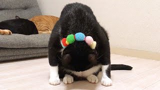 だまし絵みたいになった猫