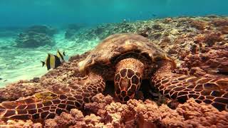 Land for Sale - Libaran Island, Malaysia