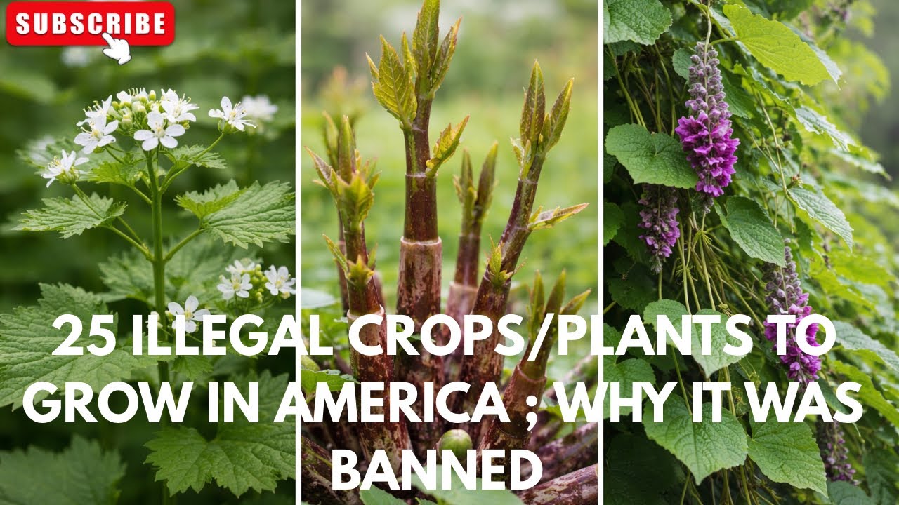 America Most Illegal Crops/Plants to grow & Reasons why 