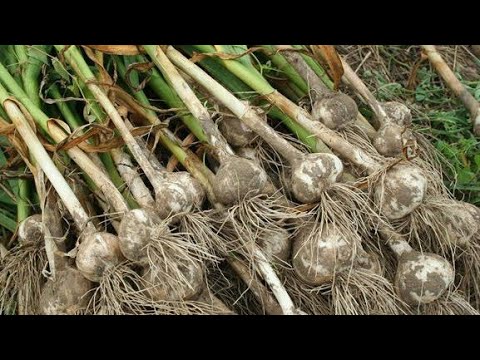 Video: Koliko dugo treba da bude glavni korijen prije sadnje?