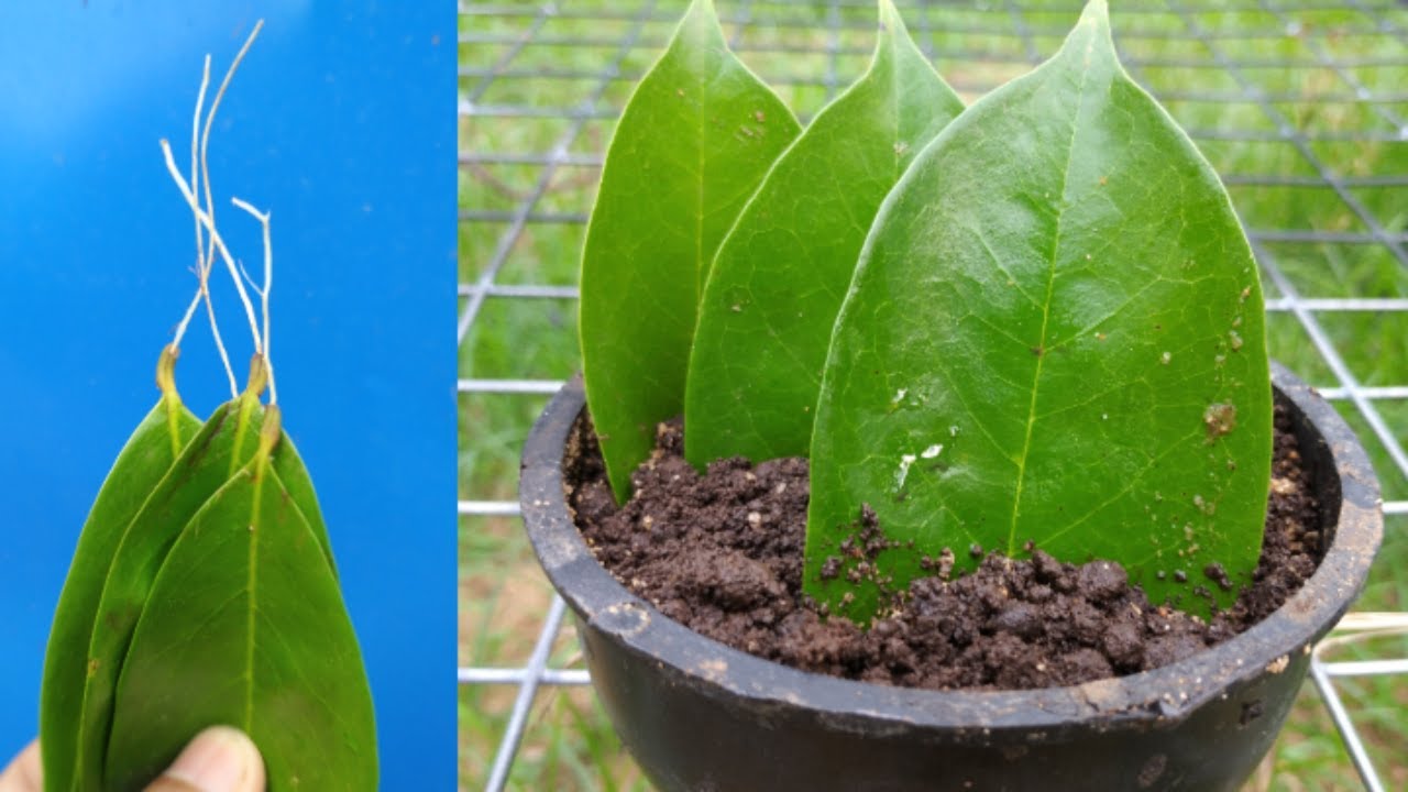 How to grow guanabana trees from guanabana leaves With 100 Success