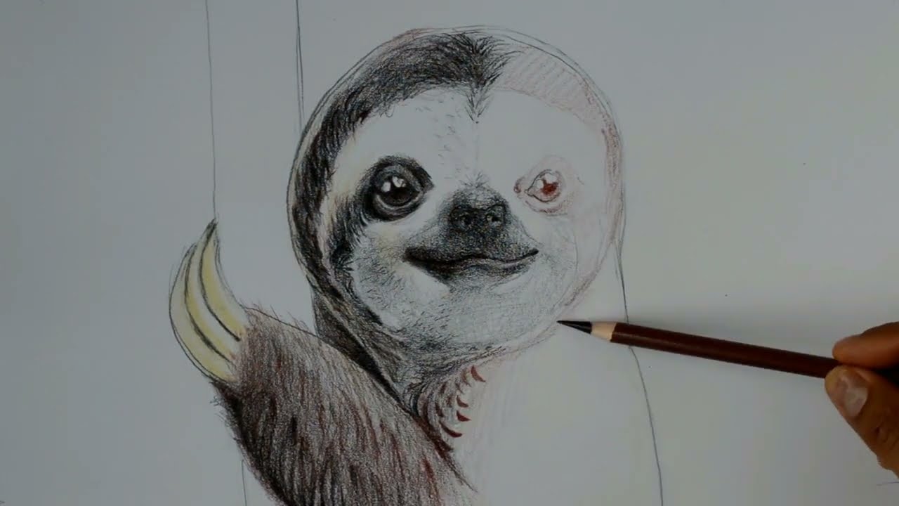 Te digo Cómo se Dibuja un Perezoso Realista paso a paso a Color ¡Muy fácil!