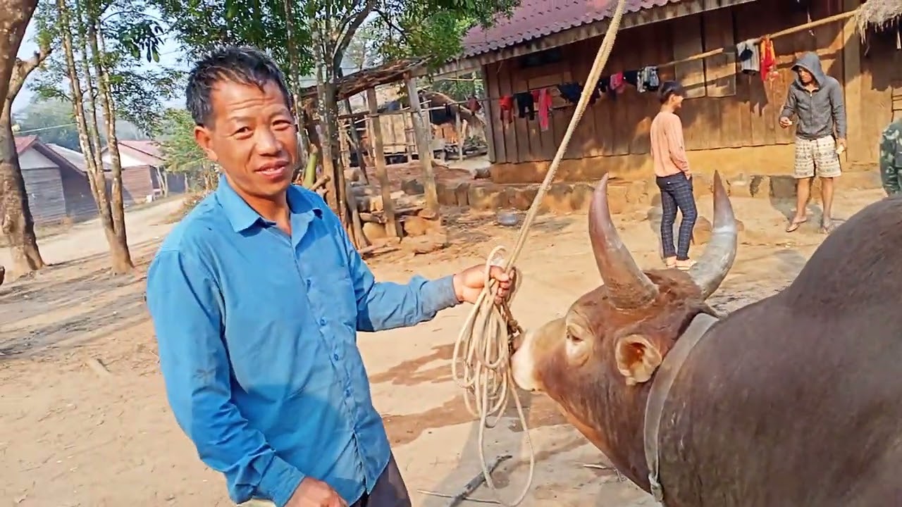 Mu saib kv tij laug tus ntsuag nyuj,zoo nkauj heev nawb,nyiam nug tau nawb.5/3/2022