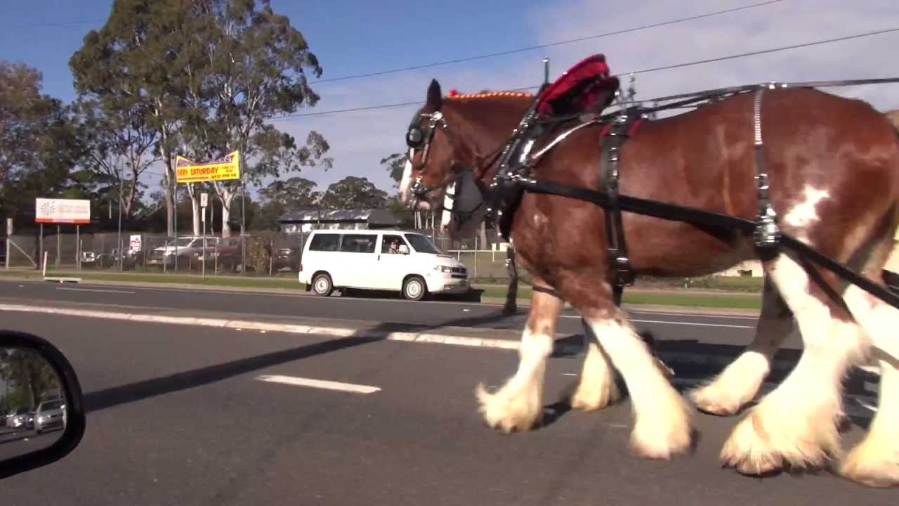 Beer Delivery by horse..s YouTube