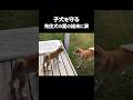 子犬を守る先住犬の愛に涙しました #柴犬  #子犬  #感動のサムネイル