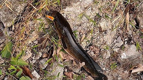 Câu lure cá lóc bằng mồi mềm Nff và cái kết thật mãn nhãn. 