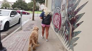 5 Month Old Goldendoodle | Best Doodle Dog Training | Off Leash K9 | Board and Train | Oklahoma