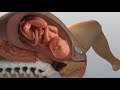 "The Miracle of Life: 3D Animation of Baby Birth Explained"