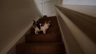 Biscotti hears the lawn people