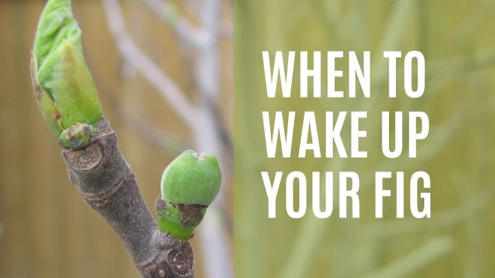 When to Wake Up Your Fig Trees (+ how to get your figs to come out of dormancy)