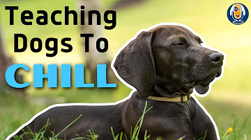 Get Your Dog To Calm Down With This Common Sense Protocol For Relaxation #191 #podcast