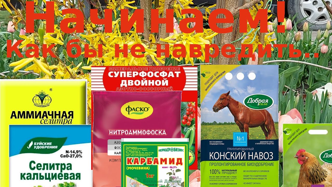 Подкормка роз весной - никакие схемы не действуют - YouTube