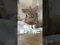 猫は今日も働きません#shorts #cat #猫