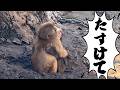 番外編 泣き叫んで逃げるパンチくん【2026年4月17日】【市川市動植物園】ニホンザル