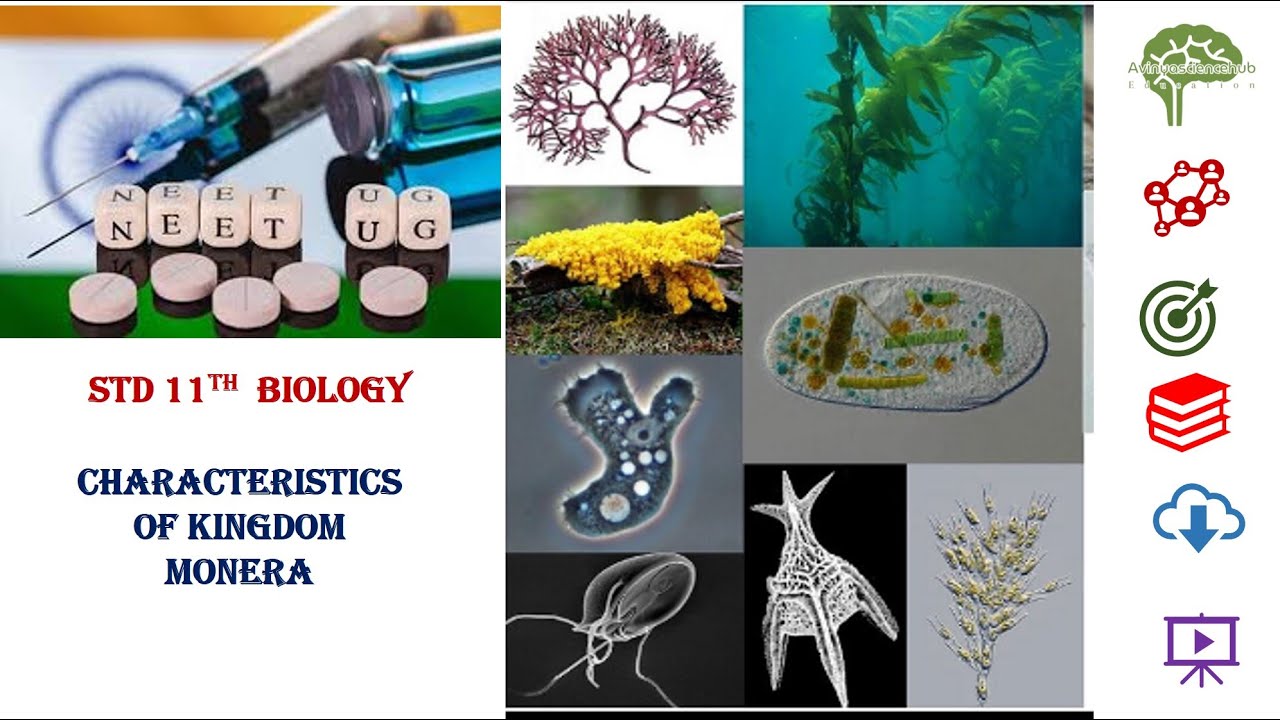 Kingdom Monera #education #neet #biologyclass12 #science #neet2024
