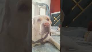 ⚠️WARNING ⚠️if u will scroll u may never see me again #dog #puppy #cute #doglover