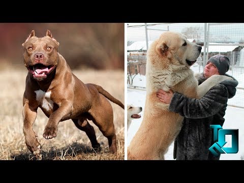 Видео: Создание собственного ящика для собак