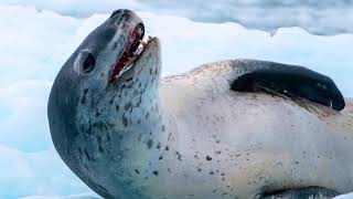 Top 10 Cute But... DEADLY ANIMALS!!!