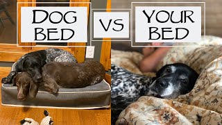 Should You Let Your Dog Sleep With You?  You Ask We Answer Episode 17: Part 2