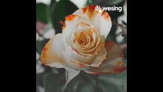Merajut Cinta Kasih