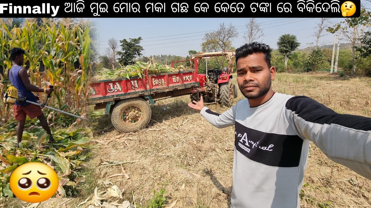Finnally ଆଜି ମୁଇ ମୋର ମକା ଗଛ କେ କେତେ ଟଙ୍କା ରେ ବିକିଦେଲି🤔#sambalpurivlog #cornfarming #odiavlog 