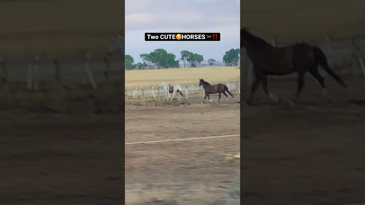 Spotted TWO CUTE HORSES Shorts Ytshorts Youtubeshorts Viral Animals Cute Horse Vlog