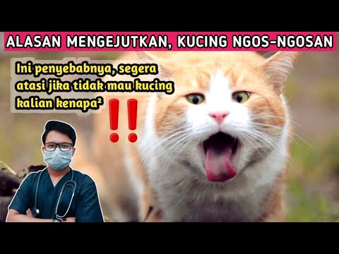 Video: Kenapa Kucing Saya Terengah-engah?