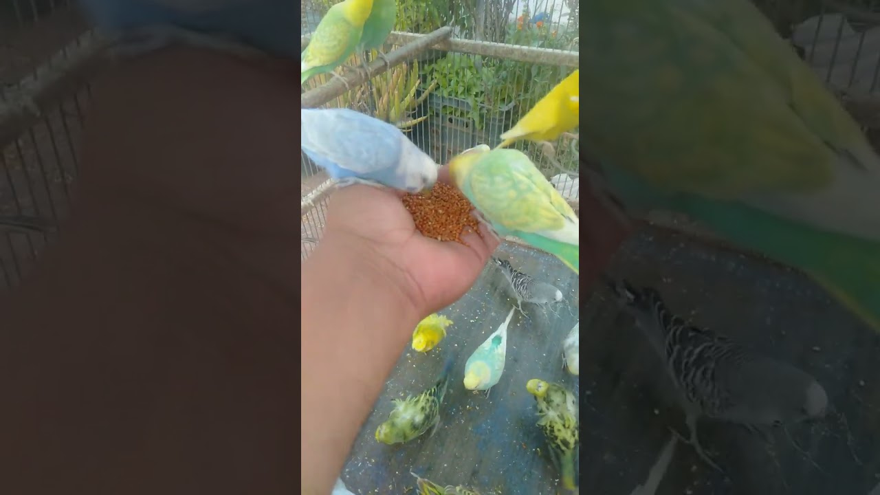 So trösten sich Wellensittiche 😢💞 