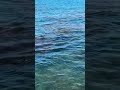 海龜 #小琉球 #台灣 #旅行 #海龜