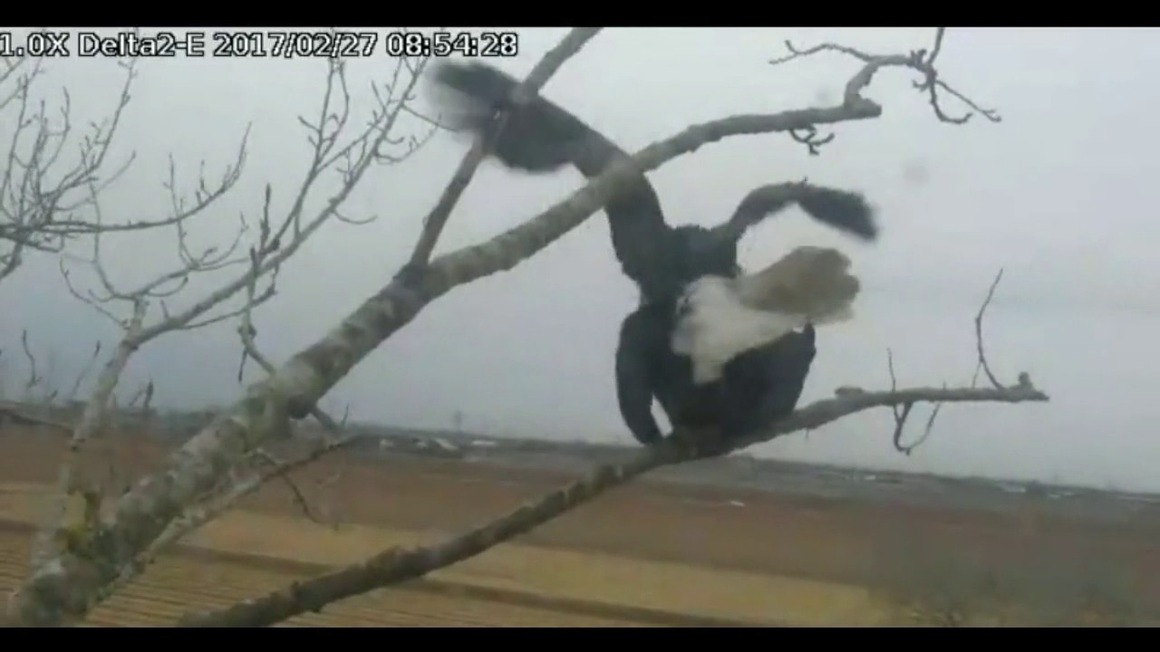 bald eagles in wisconsin Delta2 East view Feb 27, 2017 8:34am Nestorations and Mating